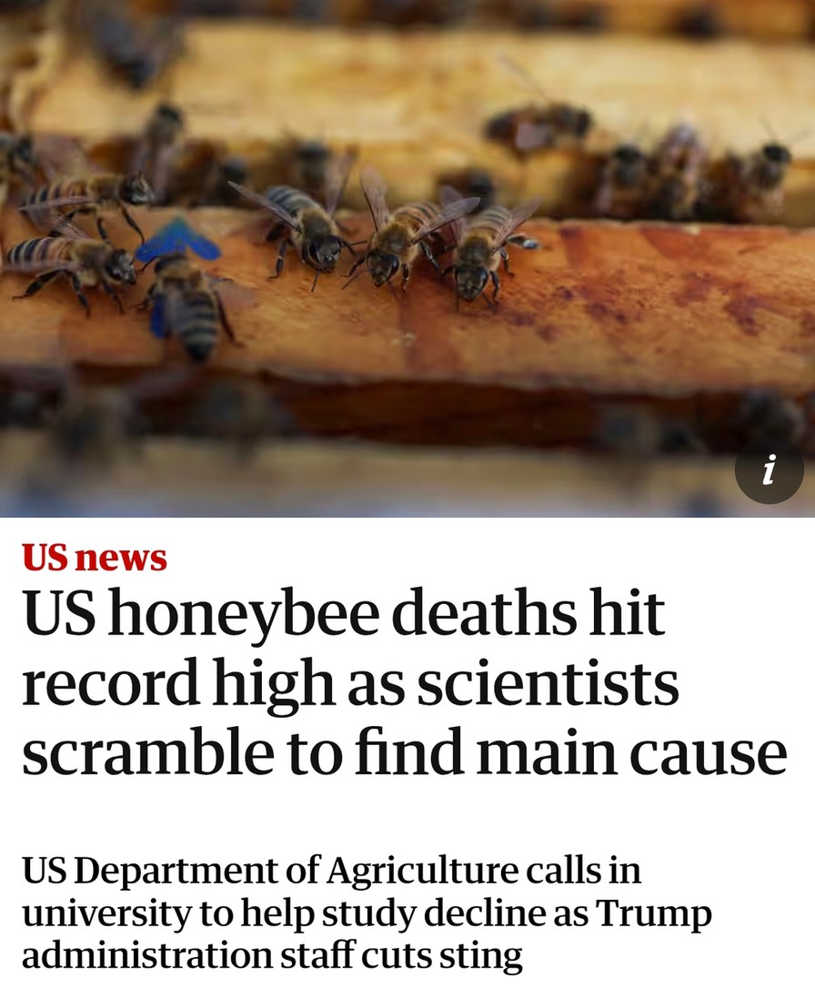 Honeybees dying, scientists panicking, Trump budget cuts intensifying - meme