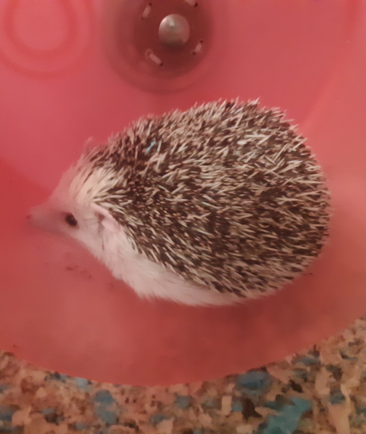 Flower in her wheel ready to poop on it after I just finished cleaning it :) - meme