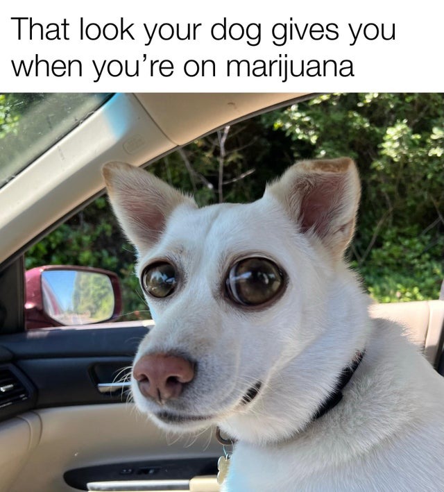 Am i high or is the dog high - meme