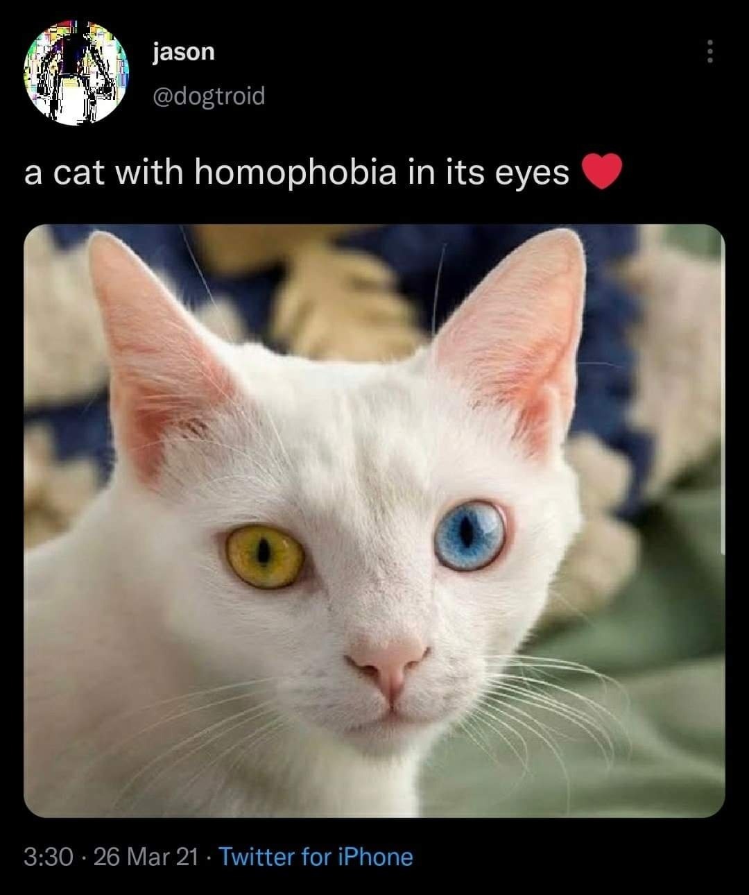 homophobia - meme