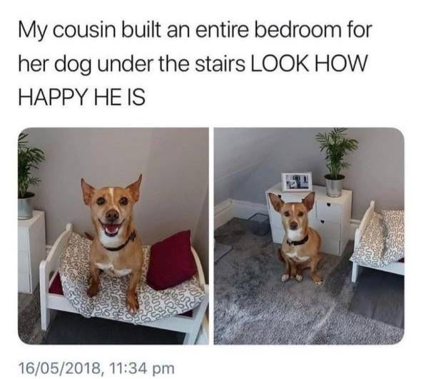 Built a tiny bedroom for my dog and he’s LIVING for it - meme