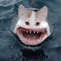 Cursed sharkcat