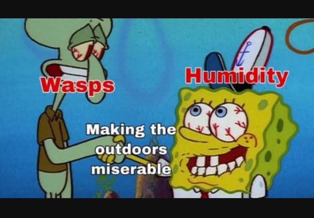 The sun sucks... And wasps too. - meme