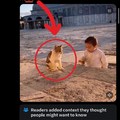 periodista confunde gato con perro