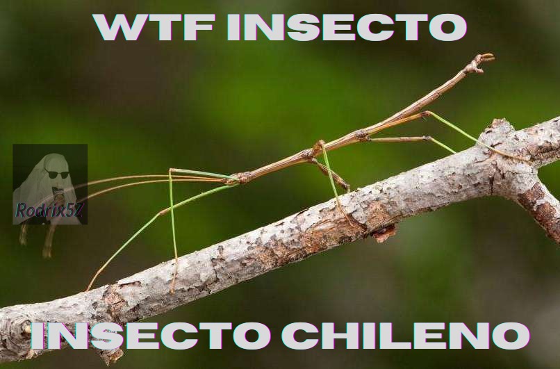 Insecto chileno - meme