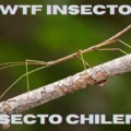 Insecto chileno