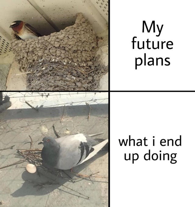 Future plans - meme