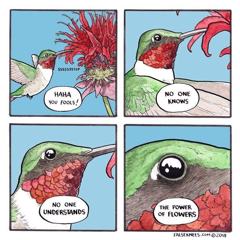 Humming birds are great - meme