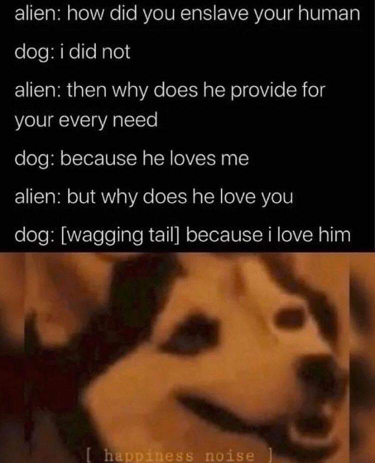 These good bois are too pure for us lowly humans. We don't deserve them - meme