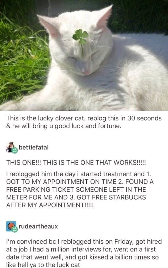 Luck cat - meme