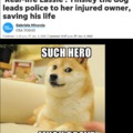 Hero doge