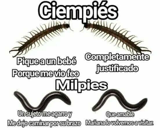 Odio eterno a los cienpiés - meme