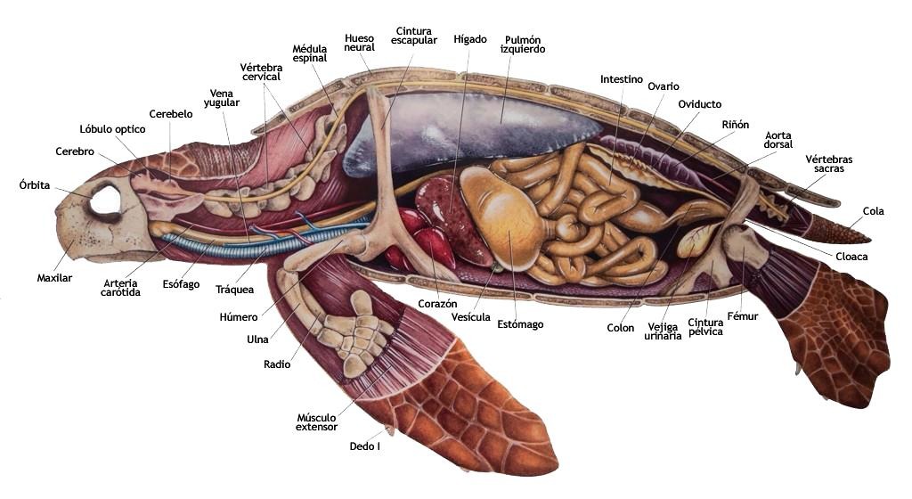 Anatomía de una tortuga marina - meme