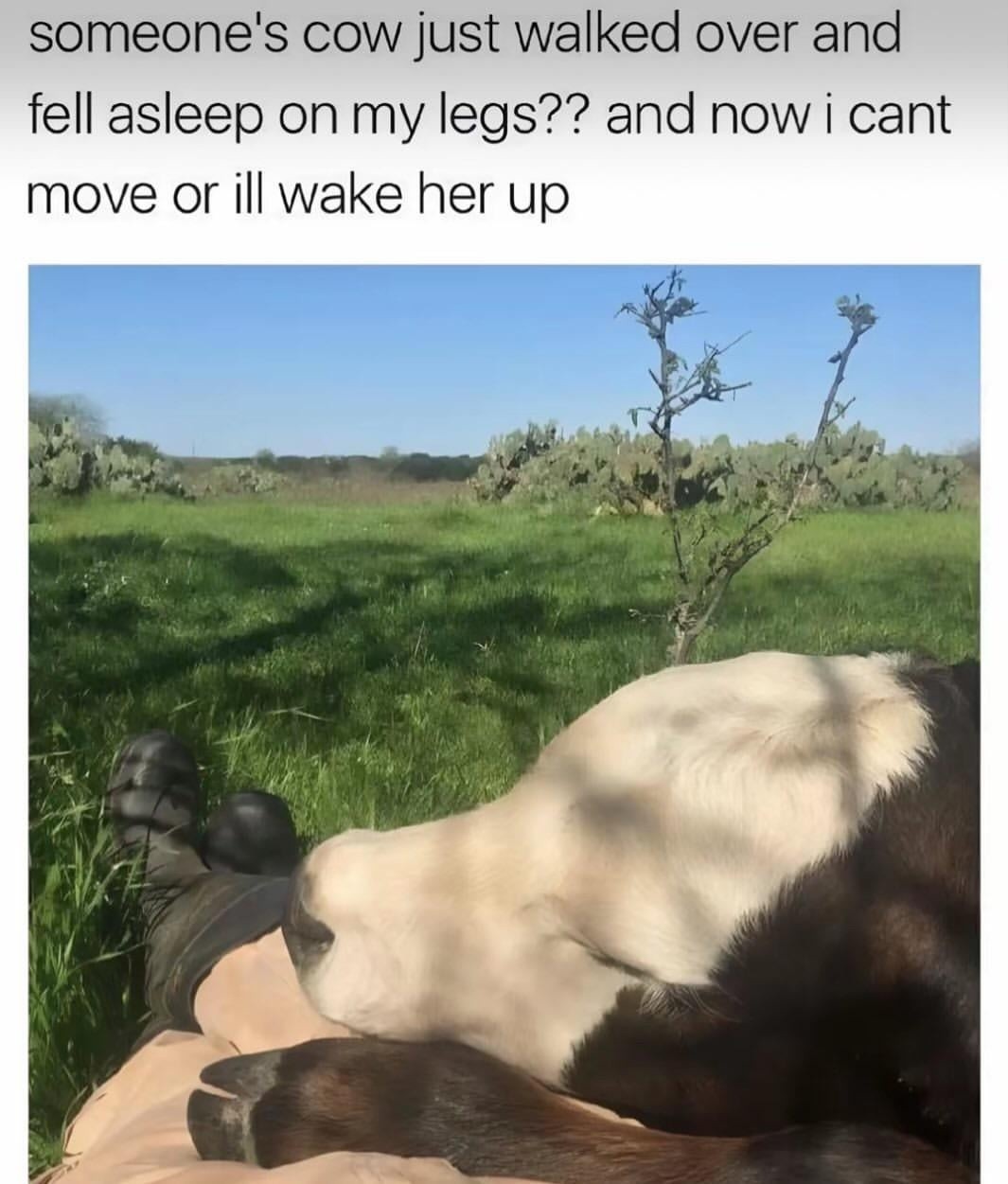 Cow fell asleep on my legs and now I live here I guess - meme