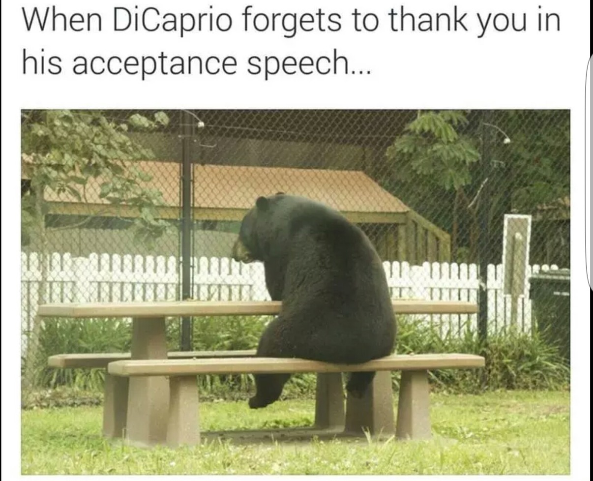 That bear movie - meme