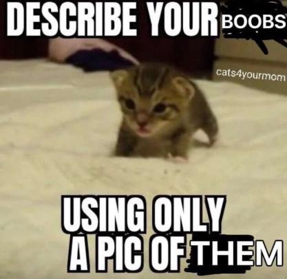 gatitos - meme