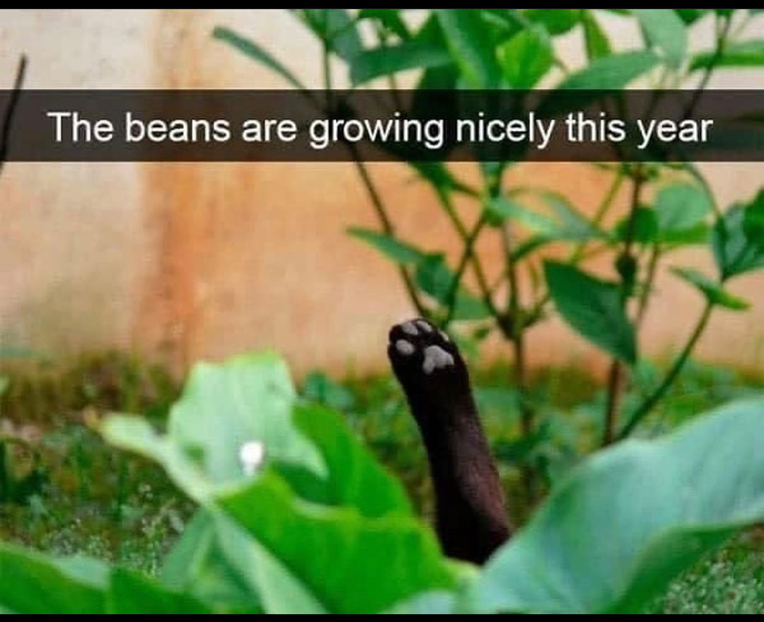 Bean - meme