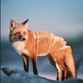 Yes, that is a domestic bread fox