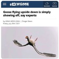 cool goose