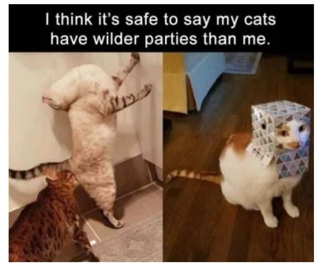 Cat parties - meme