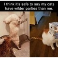 Cat parties