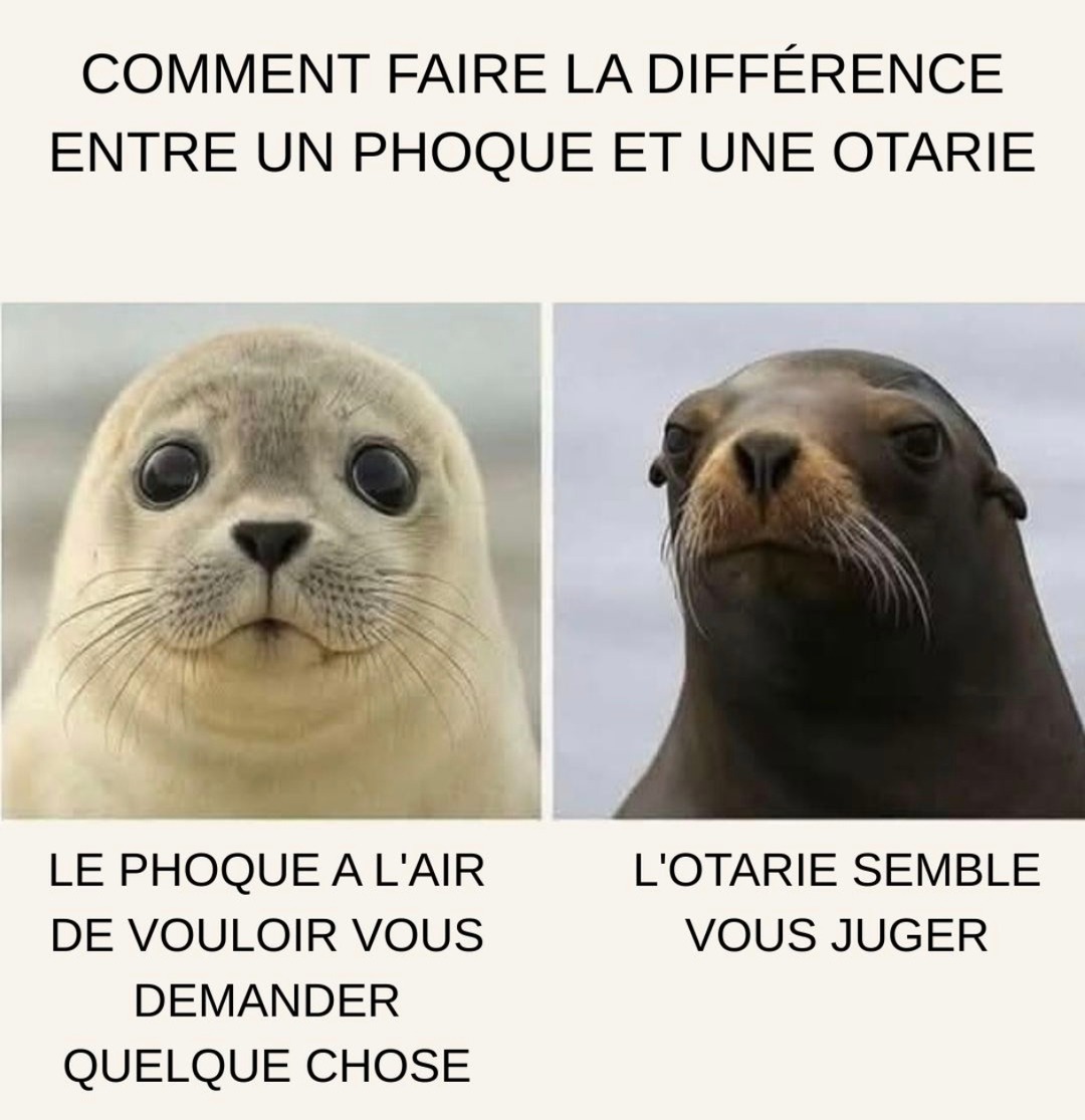 Phoque vs otarie : l’un chill, l’autre veut ta carte vitale - meme