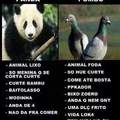Pombo>>>>>>panda