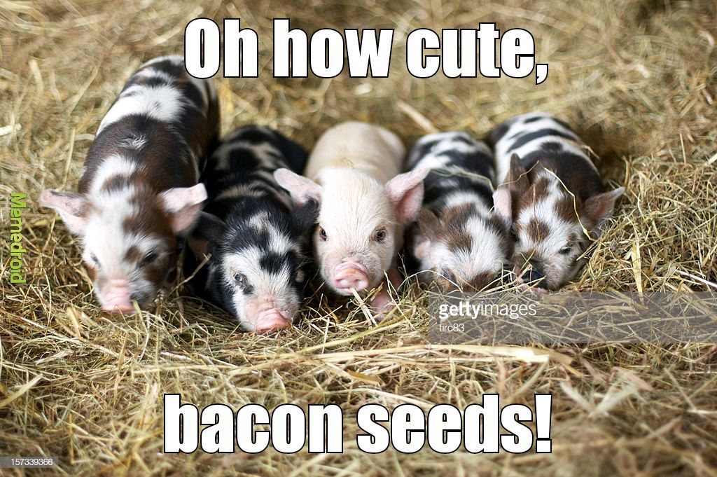 Bacon Seeds - meme