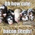 Bacon Seeds