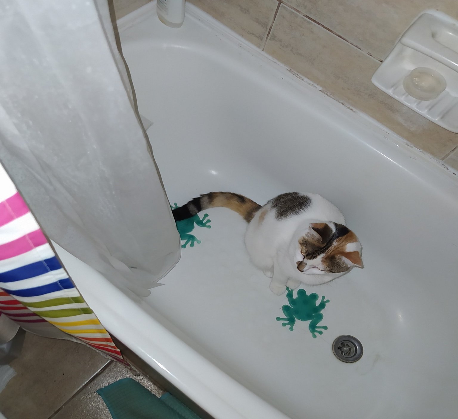 gato baño - meme