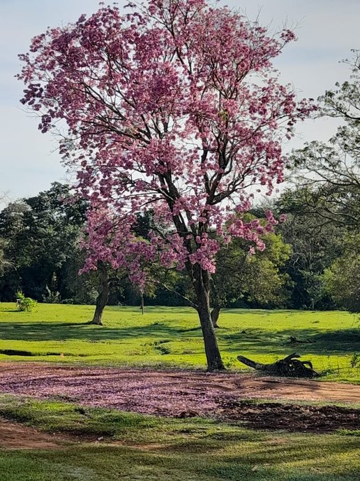 Después de un largo tiempo vuelvo e ver este lindo árbol - meme