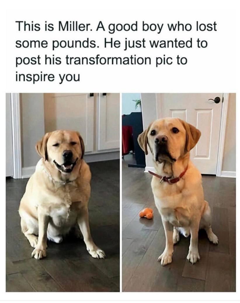 This good boy went from chunky to champion - meme