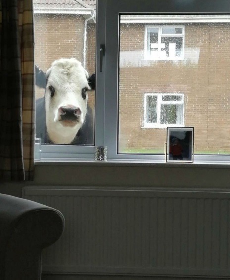 Las vacas vigilian todo - meme