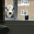 Las vacas vigilian todo
