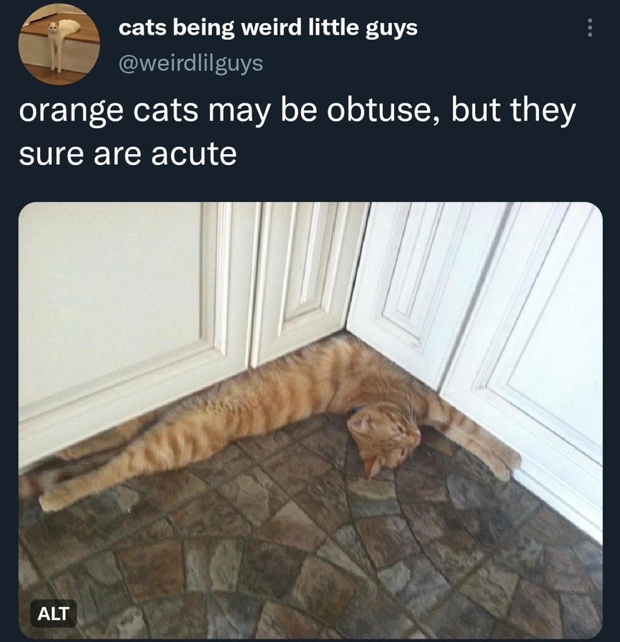 Cats are liquid - meme