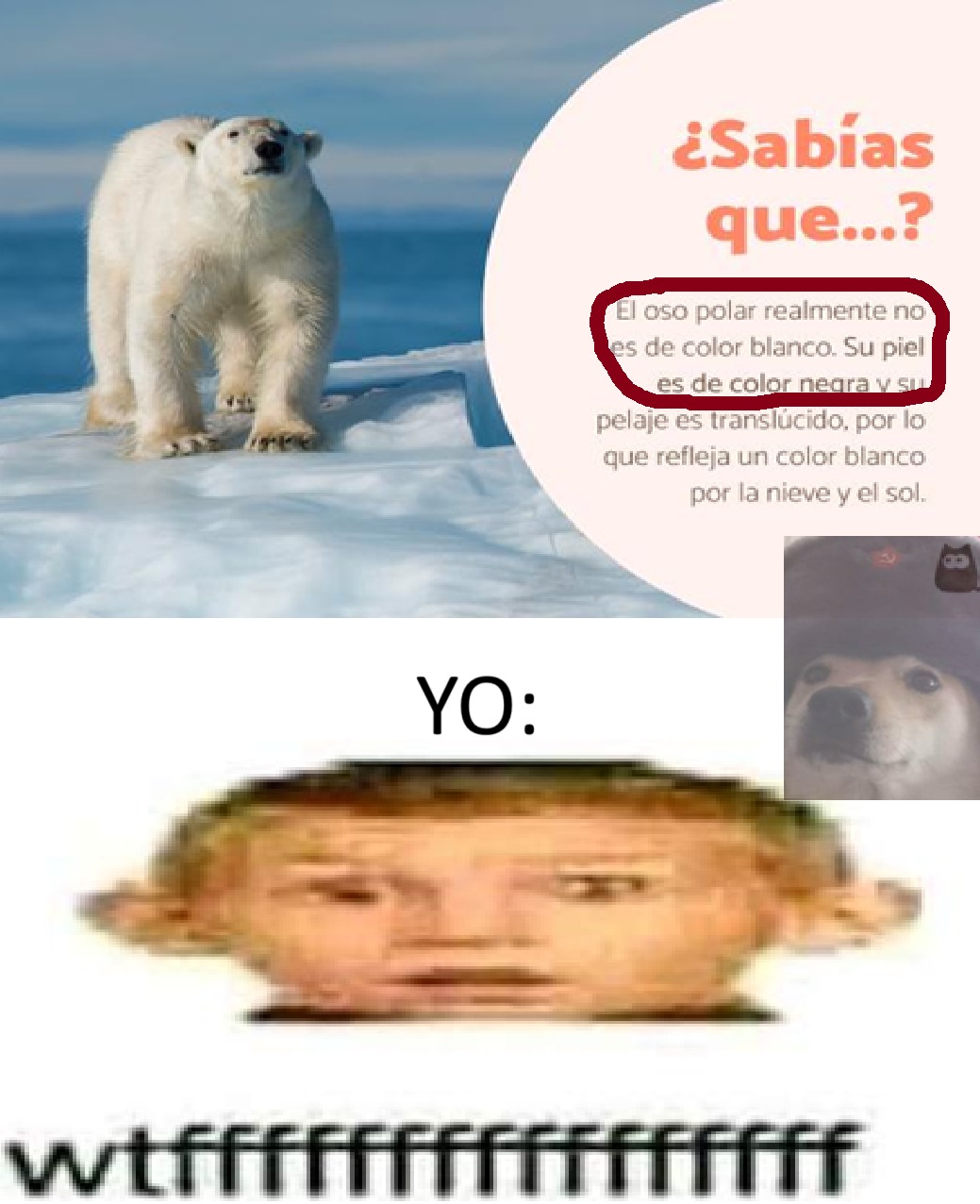 ¿ustedes sabian? - meme
