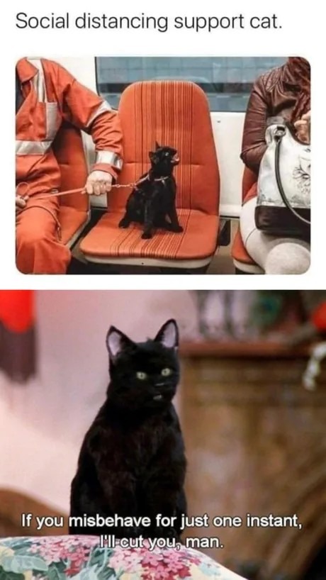 Support cat - meme