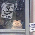 that cat look like u better let me out or elseಠಿ_ಠ
