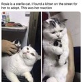 Wholesome cat