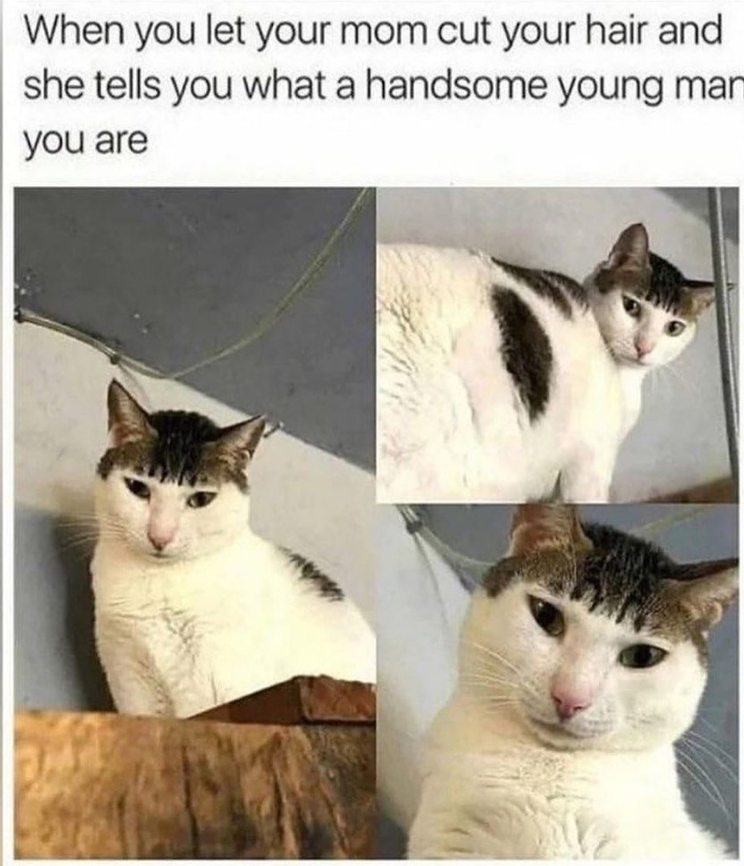 Mommy's handsome young man - meme