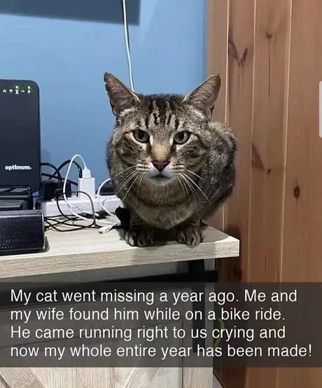 Happy cat story - meme
