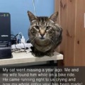 Happy cat story