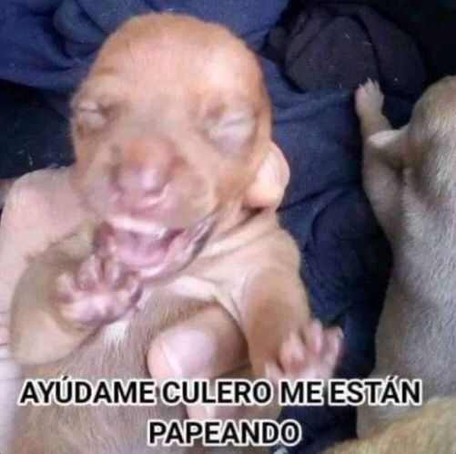 El autor vendió su cuenta a una empresa que tráfica enanos - meme