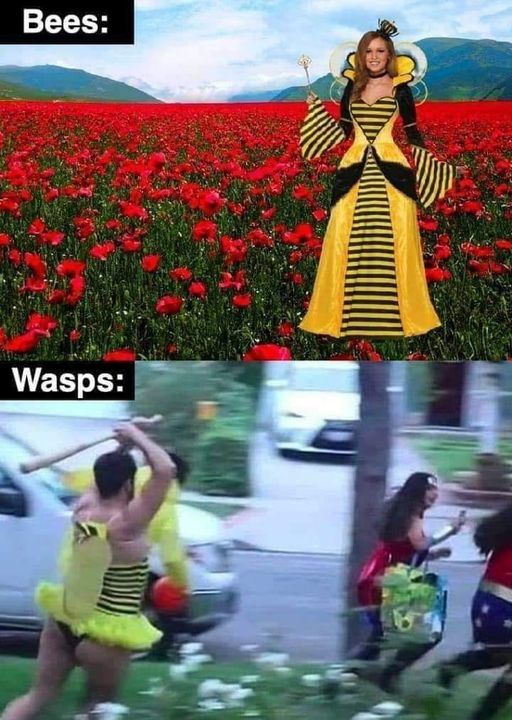 Team bees vs Team Wasps - meme