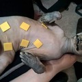 Here is a censored hairless pussy with cheese