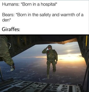 When giraffes are born: - meme