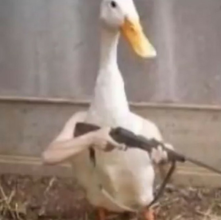 Pumped up ducks - meme