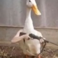 Pumped up ducks