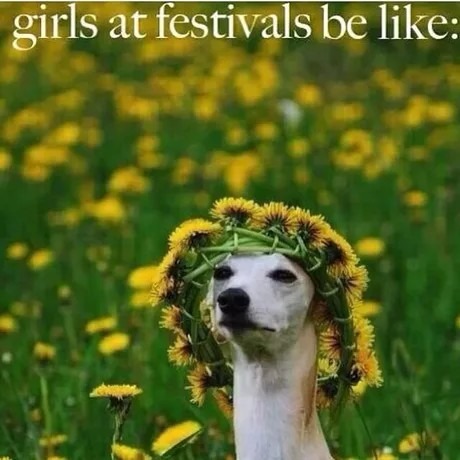 Girls at festivals be like - meme