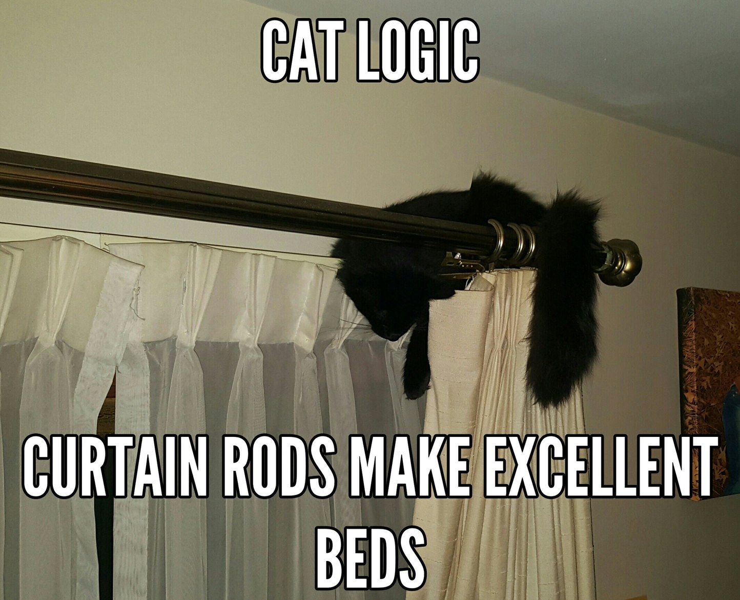 My cat will sleep on the curtain rods, he's that much of a potato - meme